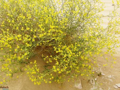 Haplophyllum (Haplophyllum tuberculatum)
Sadaap
سداپ

سداپ کسانیں بُوٹگ ء ماں ڈگارواں آپانی ملّتگیں سرکگ ڈنّاں رودیت - سداپ زردیں پُل ء پر کنت کہ باز ڈولدارنت - سداپ ء تاک و بوُچاں پہ درمان جوڈ کن انت - کسانیں زھگ ء دلبند یا سینگ کرّ کرّ بہ کنت گڈا سداپے بُچّاں لہڑ دیینت اُو آپاں تنگین انت 
