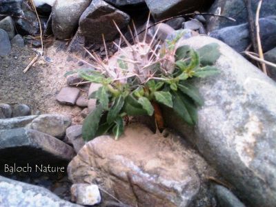 ٰBLEPHARIS CILIARIS
سگ ءِ دنتان
Sag e dantan
اے کسانین بُُوٹگ ء کہ گیشتر ماں ڈل پادیں ہند و دماگاں رودیت - اشیے دانگاں پا دوا و تہلگ کارمرز کن انت - بلوچستان گیشتر ہند و دماگاں سگ دنتان دست کپیت
