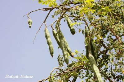Moringa Oleifera

سجنا
Sajna
سجنا ھندے درچک ات بلے مرچاں بلوچستان ءَ دان دانگے گندگ بیت ۔ اے داسپیتیں پُل پر کنت کہ باز زیبا انت ۔ پُلاں چہ پد چو کہیرے وڑا شنگر بیت ، شنگراں چو سبزی وڑا کار مرز کن انت ۔ ڈال ءِ توک ءَ ہم مان کن انت کہ ڈال باز تامدار بنت ۔
اے سجنا ءِ شنگر انت ۔ 
