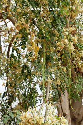 Moringa Oleifera
سجنا
Sajna
سجنا ھندے درچک ات بلے مرچاں بلوچستان ءَ دان دانگے گندگ بیت ۔ اے داسپیتیں پُل پر کنت کہ باز زیبا انت ۔ پُلاں چہ پد چو کہیرے وڑا شنگر بیت ، شنگراں چو سبزی وڑا کار مرز کن انت ۔ ڈال ءِ توک ءَ ہم مان کن انت کہ ڈال باز تامدار بنت ۔ 
