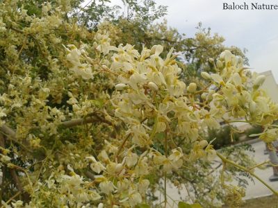 Moringa Oleifera
سجنا
Sajna
سجنا ھندے درچک ات بلے مرچاں بلوچستان ءَ دان دانگے گندگ بیت ۔ اے داسپیتیں پُل پر کنت کہ باز زیبا انت ۔ پُلاں چہ پد چو کہیرے وڑا شنگر بیت ، شنگراں چو سبزی وڑا کار مرز کن انت ۔ ڈال ءِ توک ءَ ہم مان کن انت کہ ڈال باز تامدار بنت ۔ 
ادا درچک پُل انت
