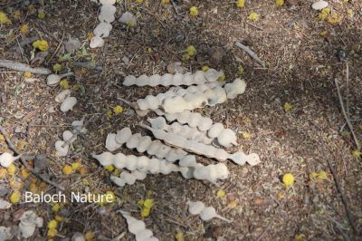 Acacia nilotica fruits
Chish e Sammad
چش ء سمّڈ
چش ء سمّڑ ء اگاں تو بچارے کہ اشیے دانگ یک یک انت او وتی جاگہاں پہنیام انت - مرچی باندا کہ گولی کہ جوڑ کن انت ایشاں چو چش ء دانگانی وڈا یک یک انت او جتا جُتا انت - ممکہن انت کہ چش ء سمّڈ دیما کُتگ او گولیانی درپ جوڈ کُتگ
