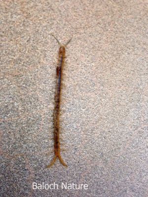 Centipede
سواسو
Swaso
سواسو یک دراجیں لولوک ءِ کہ گیشتر ماں ویرانیں جاگہاں موجود بیت ۔ ایشیے پانزدہ تاں ہبدہ جوتک پاد پر بیت ۔ دگنیائے مردماں گیشتر پادانی سرا نام پر کتگ چوش کہ فارسی ءَ ایشیارا '' ہزار پا '' گوش انت ۔ انگلیش ءَ ایشیارا ''سنٹی پیڈ '' بزاں سد پاد گوش انت ۔ بلے بلوچی ءَ اشیارا یک نام ءِ داتگ بزاں سواسو گوشتگ ۔ 
