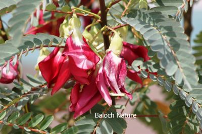 Sesbania Fabaceae
Sesbania Fabaceae
سسبانیا
شرنگیں او ڈولداریں پُل انت 
