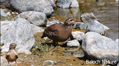 Sand Partridge
سیسوگ
Sesog
سیسو یا سیسوگ یا سیسیگ بلوچستان ءِ کوہ ءُ کور بل ءُ گریشگ ، دشت ءُ لدانی سپاہ انت ۔  بلے مئے مردم ایشاں شکار کن انت ۔ ھلاسی ءَ سر کُتگ انت۔ سیسو باز نرمیں مُرگ ءِ رم ءِ شکلا آپ ءَ روانت ، اے یک سیسوے چو کککڑے وڑا دوازدہ چہ ہژدہ ہیک دنت ۔ سیسو وتی کسانیں چرواں آپ ءَ بارت۔ دگہ مُرگ آپ وت بر انت ءُ وتی چرواں دیینت۔
