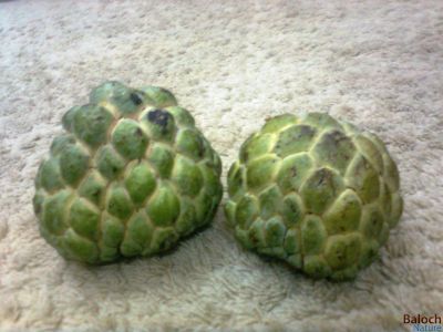 Custard Apple
Setanpol
سیتان پُل
سیتان پل چونایا بلوچستان میوہ نا انت بلے مرچاں بلوچستان ء سیتان پل کشنت 
