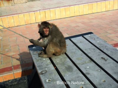 Monkey 
شادو
Shado
شادو ادا پہ ورگ ءِ واستہ سٹ ءُ دور کنت بلے شادوے واھُند شادو ءَ کشان کنان انت ۔ بیچارگیں شادو ۔ ۔ 

