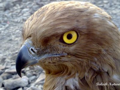  Steppe Eagle
شاھیں
Shaheen
اے بلوچانی داشتگیں شاھیں ات۔
