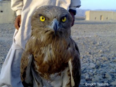 Eagle
شاھین
Shaheen
شاھین یک زمانگ ءِ بلوچستان ءَ باز بوتگ ، پرچا کہ شاھیناں گسی مرگانی چُرو شکار کُرتگ انت ۔ بلوچ مجبور بوتگ انت کہ وتی نکینکاں گوں چُرواں واڈاں یا پہنیامیں جاہاں بند بکن انت کہ شاھین چُرواں شکار کُت مہ کنت۔ بلے مرچی شاھین باز تچ ءُ تاگ ءَ نوں گندگ بہ بیت ۔ شاھیناں شکار کن انت ءُ عربانی کرّا بہا کن انت ۔ چمیشکا شاھین کم کمّا گار بوّان انت ۔
