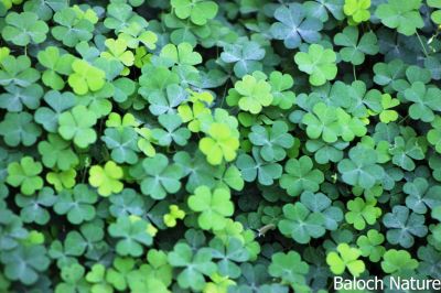 Creeping wood sorrel, Oxalis
Shahri Tropshok
شہری تُروپشوک
اے یک ہنچیں وترودیں کاہے کہ کم کمّا تانسریں کشار کُتگیں ڈگار ء پُوچنت - اشیے دل ء نمونگیں تنکّیں تاک انت - زردیں پُل پر کنت - کسانیں کوسرک پر کنت - اے گیشتر کوہدامنیں ڈگاراں رودیت - کوہ ء مردم ایشیارا شہری ترپشُک گوشنت - اشیے تاک ترپش انت -
