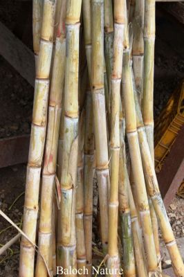 Sugar cane 
شکر کانڈیل
Shakar Kandil
شکر کانڈیل ءِ کڈب ءَ چہ پیداک بیت ۔ شکرکانڈیل ءَ چہ شکر ءُ گوڈ پیداک بیت ۔ بلوچستان ءَ شکرکانڈیل نصیرآباد ءِ ھندءُ دمگاں باز پیداک بیت ، بلےدگہ جاہاں کم کش انت کہ دپ ءِ تامین بکن انت۔ مغربی بلوچستان ءَ اشیا ''نل شکری '' گوش انت۔
