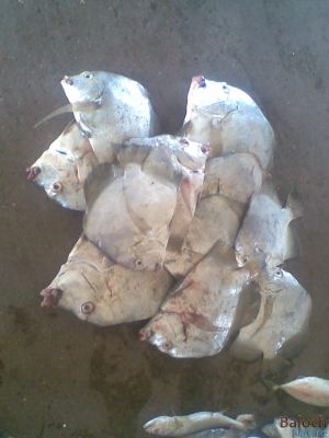 Sicklefish
شک
Shakk
بلوچستان ء تیاب ہمنچو پراہ و شاہگان انت ، ہمے وڈا قدرتے بخشاتگیں گنج ماہیگ ء دروشُما موجود انت - اسپیتیں تگلم ڈولداریں او تامداریں ماہیگاں چہ یکّے - 
 اے ماہیگے ھڈ و کُنٹگ ھمنچُک نازورک انت آرا گوں ھڈّاں جاہنت - اگاں تئی سر کدی بلوچستانے بندناں کپیت گُڈا تگلم ء تامے گراگے جُہد ء بکن ات - اے اکس جیمڑی ء تیاب ء زپت کتگ


