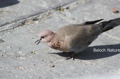 Laughing Dove
Shatol
شاتُل

شاتُل بلوچستان ء اصلی مُرغ نہ انت - بلکن چو کپوت ء وڈا چُک او بر ء وھدا شاتل بلوچشان ء جنگل او گرمیں موسم ء کارمرز کنت - شاتل گونڈیں سُہریں او پُرکّویں بالی مرغ ء - وشّیں کوُ کوُ کنت - شاتل گیشتر بہار کاہ او ڈگاروان نندیت   دان چنت او وارت 

