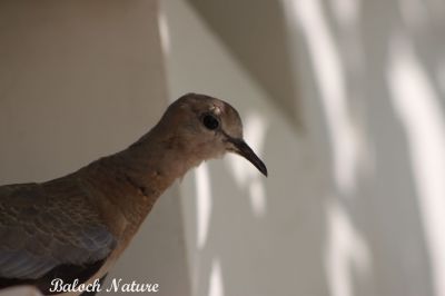 Laughing Dove
شاتُل
Shatol
غزالی گردن ءَ کش ات چو مارا ۔۔۔ مولوی عبدللہ
اے اکس ءِ توک ءَ شاتُل ءَ ہم وتی گردن کش اتگ کہ باز ڈولدار انت۔ شاتل  ءِ کوکواں بلوچ وتی مہگونگے لنٹاں دراتکگیں زیمُرءِ تشبیع دیینت۔
