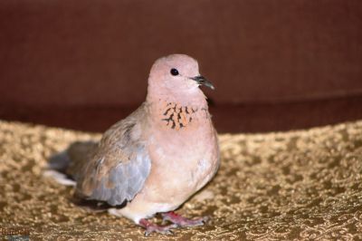 Laughing Dove
شاتُل
شاتُل بلوچستان ء اصلی مُرغ نہ انت - بلکن چو کپوت ء وڈا چُک او بر ء وھدا شاتل بلوچشان ء جنگل او گرمیں موسم ء کارمرز کنت - شاتل گونڈیں سُہریں او پُرکّویں مرغ ء - وشّیں کوُ کوُ کنت - شاتل گیشتر بہار کاہ او ڈگاروان نندیت ہو دان چنت او وارت 

