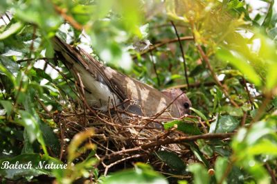 Laughing dove on breading eggs
شاتُل کروک انت
Shatol krok ant
شاتل بلوچستان ءِ جہمنندیں بالی مُرگ نہ انت بلکن اے ھند ءُ یوروپ ءِ بالی مُرگ ءِ چہ ھند ءَ دیم پہ یوروپ ءِ رواگ ءِ بلوچستان ءِ سرزمین ءَ کارمرز کن اتن ءُ اے درگت ءَ بلوچستان ءِ گرمیں موسم ءَ چہ کسانیں پیمیا شاتل بلوچستان ءِ جنگلاں چُک ءُ بر کن انت۔
