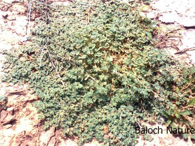 Euphorbia granulata
Sherago
اُرتیں شیراگو
اے یک وت رودیں کاہے زمین ء سرا پتن روت - اے گیشتر گرماگے موسما رودیت - اشیے کسان کسانیں تاک انت بلے شاہ ء سُہر انت انت - اگان شاہے یا تاک دور بکنے گڈا ہما جاہ ء اسپیتاں شیرگ دنت - چمیشکا اشیارا شیراگو گوشنت - اشیے دگہ دو زات است انت -۔

