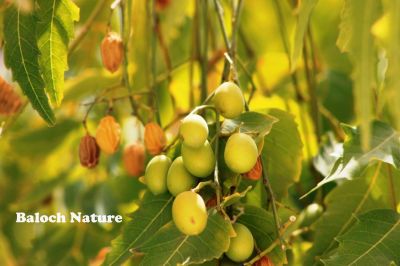 Neim fruit
شریش دانگ انت
Sherish danag ant
شریش یک ٹوہیں درچکے - شریش چونایا تہلگ و دوا کارمرز بیت شریش ء تاکاں شکرے نادراہ ورنت - دانگاں دگہ نادراہیانی واستا کارمرز کن انت - وھدے کہ پُل بیت کش و کرّاں وشبوہ کنت - ساہگا مردم آرام کن انت - شریشے ہچ چیز دور نہ دینت - داراں سوچگا کارمرز کن انت
