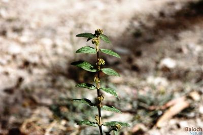 Euphorbia hirta
Shirago [Talo]
شیرگو [ ٹالو]۔
شیرگوے بلوچستان ء 3 زات است ، یکّے اُرتیں تاک پر کنت او زمین ء سرا پراہ روت ، دومی پتنیں تاک پر کنت او زمین ے سرا پتن بیت ، سیمی پتنیں تاک پر کنت بلے مکّ بیت - اشیا ٹالو گوشنت او ٹلّو ہم گوشنت -  شیراگوے دراہیں زاتاں پس چرنت 
