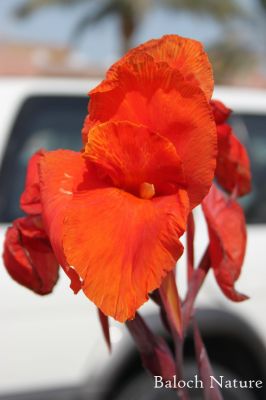 CANNA LILLY
شیتان موز
Shaitan Moz
شیتان موز یک نمونگیں کاہ ءِ بلے دروشم ءِ چو موزے درچک ءُ پُل ءِ یک وڑا انت ، چمیشکا اشیارا شیتان موز گوش انت ، اشیے باز زات است، ءُ ہمک رنگے پُل پر کن انت ، 
