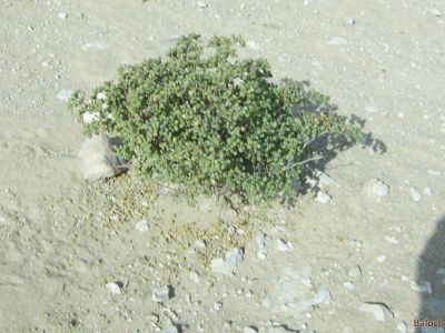 ZYGOPHYLLUM  simplex
Shordo 
شردو
شردو سورگے یک ذات ء، بلے شُردو سورگیں جاہاں رودیت - شردو کسانیں بوٹگے - ھُشتر شردوا چریت بلے دگہ دلوت اشیارا ہُبناک نہ انت -۔

