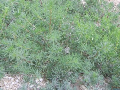 Suaeda aegyptiaca
 Simsor 
سمسور
سمسور کسانین بوُٹگ ء کہ گیشتر ماں سُوراگیں جاہاں رودیت - اشیے تاک نلُک انت چہ آپا پُر انت - وھدے کہ کسان بیت گُڈا مردم اشیا چوُ سلادے پیما ورنت ء - کمّے سُور تام انت بلے وراگ ء وش انت 


