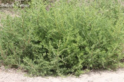 Suaeda aegyptiaca
سیمسور
Simsor
سمسور کسانین بوُٹگ ء کہ گیشتر ماں سُوراگیں جاہاں رودیت - اشیے تاک نلُک انت چہ آپا پُر انت - وھدے کہ کسان بیت گُڈا مردم اشیا چوُ سلادے پیما ورنت ء - کمّے سُور تام انت بلے وراگ ء وش انت ۔ ادا اے سمسور پیر انت وراگی نہ انت ۔
