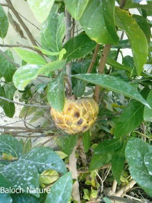 Custard Apple
سیتانپول
Sitanpol
سیتان پل چونایا بلوچستان میوہ نا انت بلے مرچاں بلوچستان ء سیتان پل کشنت ۔ سیتانپول کسانیں درچک ءِ کدے زیتون ءِ ہمرنگیں درچک ءِ۔ دانگ ءِ زرد بیت۔ کہ دپ ءَ بُر ات ۔ اشیے میوہ باز تامدار انت ۔ 
