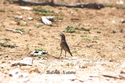 Pied Wheatear
سولاں سروک
Solan Sarokk
سولاں سروک کسانیں بالی مُرگ ءِ کہ گیشتر جنگل  ءُ کوہ ءُ ڈرراں گردیت ۔ اے کٹگ ، بالو ءُ دگہ انچیں کسانیں کرم لولوک گپت وارت ۔ اے گیشتر بلوچستاں کسانیں سولانی 
سرا بزاں بُرز تری جاگہا نندایت دور دور شکار شوہاز کنت۔ چمیشکا سولاں سروک نام  کپتگ، اے بوت کنت کہ بلوچستان ءِ دگہ ھنداں اشیے نام دگہ بہ بیت ۔
