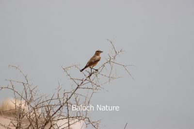  Pied Wheatear
سولاں سروک
Solan Sarokk
سولاں سروک کسانیں بالی مُرگ ءِ کہ گیشتر جنگل ءُ کوہ ءُ ڈرراں گردیت ۔ اے کٹگ ، بالو ءُ دگہ انچیں کسانیں کرم لولوک گپت وارت ۔ اے گیشتر بلوچستاں کسانیں سولانی 
سرا بزاں بُرز تری جاگہا نندایت دور دور شکار شوہاز کنت۔ چمیشکا سولاں سروک نام کپتگ، اے بوت کنت کہ بلوچستان ءِ دگہ ھنداں اشیے نام دگہ بہ بیت ۔
