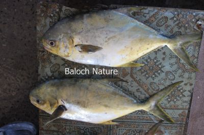 Pompano {Trachinotus blochii }
Sonaam
سونام
