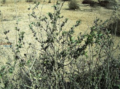 Salt bush. Atriplex lentiformis
Sorichk
سوریچک
سوُریچک یک کسانیں درچکے کہ گیشتر ما سورگیں جاگہاں رودیت - سوریچک بہارے موسُم ء مرّ کش ات - پُرکّویں رنگے درچک کسانیں تاک پر کنت - اشیے نرم نازرکیں تاکاں سر چن انت او لۃڑ دینت - سورچکے کاہُک باز وش انت بلے کمّے سورچک انت 
