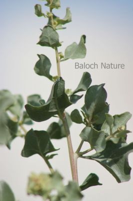 Salt bush. Atriplex lentiformis
Sorichk
سُوریچک
سوُریچک یک کسانیں درچکے کہ گیشتر ما سورگیں جاگہاں رودیت - سوریچک بہارے موسُم ء مرّ کش ات - پُرکّویں رنگے درچک کسانیں تاک پر کنت - اشیے نرم نازرکیں تاکاں سر چن انت او لۃڑ دینت - سورچکے کاہُک باز وش انت بلے کمّے سورچک انت 
