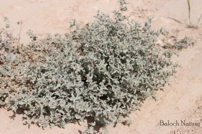 Salt bush. Atriplex lentiformis
سُوریچک
Sorichk
سوُریچک یک کسانیں درچکے کہ گیشتر ما سورگیں جاگہاں رودیت - سوریچک بہارے موسُم ء مرّ کش ات - پُرکّویں رنگے درچک کسانیں تاک پر کنت - اشیے نرم نازرکیں تاکاں سر چن انت او لۃڑ دینت - سورچکے کاہُک باز وش انت بلے کمّے سورچک انت
