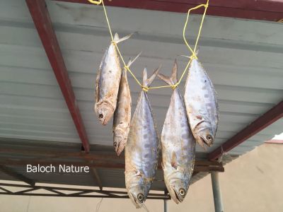 Dried Fish
سوریں ماھیگ
Sorin Maheeg

