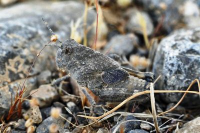 LUBBER GRASSHOPPER
سُسُنڈ
Sosond
مدگ وھدیکہ ہیک دنت ۔ گڈا سُسُنڈ پیداک بیت ۔ سُسُنڈے یک کسانیں وھدے است انت کہ چرائے چہ مدگ پیداک بیت مدگ سہری مدگ  ءُ آزمانی مدگ ہم گوش انت ۔ 

