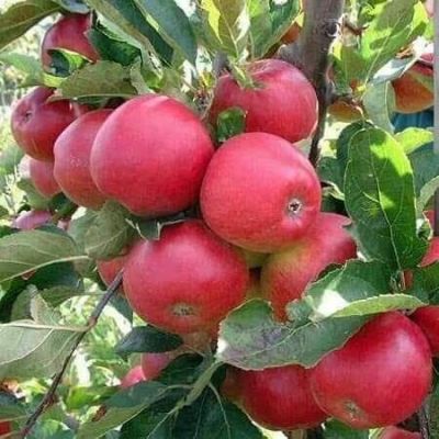 Apple
Srop
سروب 
سروپ بلوچستان ءِ یک میوہ ات ۔ بلوچستان ءِ سروپ دگنیا ئے وشتریں سروپاں چہ یک ۔
