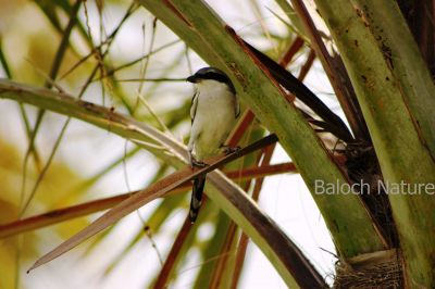 Steppe Grey Shrike
Naryanch Kambaren
نریانچ کمبریں
اے مستریں نریانچ انت کہ کمبر کمبر انت توباز مردم اشیا کمبریں نریانچ گوشیت - باز جاہ ء اشیا نگرانچ او نرگہانچ ہم گوشنت - اے سیاہ او اسپیت بزاں ٹک او ٹگار یا کمبر انت - اے کسانیں لولوک بزاں کیپک گرّی باگاڑ روگن ریس او مُشک اردک ہم گپت او وارت - ۔
