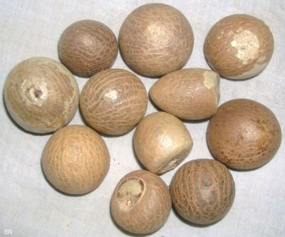 Betel Nut
سُوباڑی
Supari


