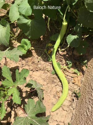 Arminian Cucumber
تر
Tarr
تر چونایا یک نمونگے کرٹوک اُو بادرنگ ء اے باز دراج بیت بلے پہ ورگ ء باز وش انت ۔  مرچاں اے بلوچستان ء  ہم کشاورزی کن انت ۔ 
