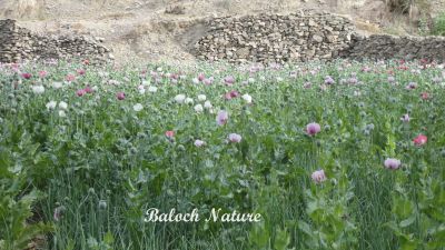 Papaver paeoniflorum
اشاش
Ashaash
اشاش ءَ چہ اپین  بزاں تریاک دگہ توتار کنوکیں چیز جوڑ کنگ بیت ۔ 
