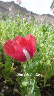 Papaver paeoniflorum
اشاش
Ashaash

