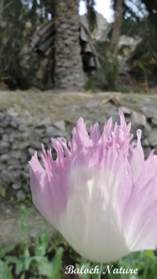 Papaver paeoniflorum
اشاش
Ashaash
