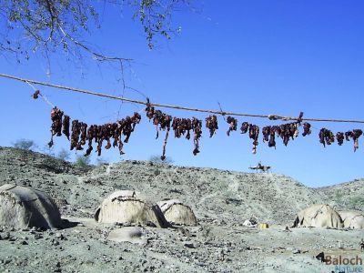 DRIED MEAT
Tebahig
 تیباھگ 
تیباھگ بلوچستان ء عید ے براک ء سراتکگیں گوشت انت کہ ایشاں انار دانگ و واد پر کتگ  بُرزیں جاہا درانج انت کہ ھشک بہ بنت - مرچاں تیباھگ باز کم جوڑ کن انت چیا کہ مرچاں سردانہ است ء  بلے اے اکس بلوچستان ء مال چارینوکانی کہ مزنیں عیدے درگت ء قربان کوتگیں براکانی گیشیں گوشت انت کہ تیباھگ جوڈ کتگ انت - اے اکس گوڈیدر ناصرآبا د ذبت کنگ بوتگ
