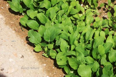 Arugula
Teel kah 
ٹیل کاہ

ٹیل کاہ کسانیں کاہ ء - بلوچستان ء ٹیل کاہا چوشیں ھاسیں نیادی نیست - بلے چونایا ٹیل کاہا چہ زھریں ٹیل جوڈ کن انت او آیے دانگ ء چہ مسالہ جوڑ کن انت - ٹیل کاہ کشار کتگیں ڈگاراں رودیت آیے تاکاں چو سلاد ء وڈا ورانت ٹیل کاہ ڈولداریں پُل پر کنت 

