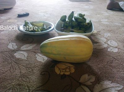 Melon
Tejag
تیجگ
تیجگ ولّ ء چہ تیجگ پر بیت - تیجگے ولّ زمین ء سرا پراہ روت، زردیں ڈولداریں پُل ء پر کنت بے ولّے ہمک پُل بر نہ بنت - وھدیکہ بر کسان بیت گڈا کرٹ ء گوشنت ، کمّے مستر بیت گڈا لوُش ء گوشنت، لوش ء رند تیجگ بیت وھدیکہ تیجگ بیت بزان پہ ورگاجاڑی انت -۔

