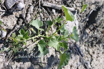 Melon vine
Tejag wall
تیجگ ول
تیجگ بلوچانی کوہنیں میوہ انت ۔ بلوچاں موسمی ھورانی گوارگ ءَ گوں وتی دھل کشتگ انت بلے آہانی توکا کُٹگ ءُ تیجگ ءِ توم جزمن مان کتگ گوں ، کشارانی پُہتہ بوّگے ہمرائیا کٹگ ءُ تیجگ ہم پُہتہ بوگ انت ۔ اے اکس ءِ توکا تیجگ ولّ ءَ دو پُل پر دویں دگر رنگ انت شما اے پُلاں چہ گُشے؟
