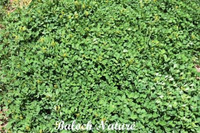 Sweet - clover
شمش ٹیٹوکی
Titoki Shemsh

بہار ے درگتا کشت و کشارانی توک ءَ رودیت - ورگ ءِ باز وش انت اشیے وتی تام ءِ استیں - مرچاں تربت ءَ سبری ءِ نیادی ءَ بہا ہم دست کپیت ۔ وھدے زمانگاں جنیناں ٹولی کتگ ءُ شمش ءِ چنگ ءَ شہر ءَ شتگ انت ۔ 
