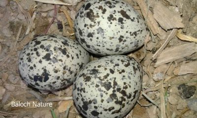 Red-wattled lapwing's Eggs
ٹی ٹی ء ھیک
Titi e Haik.
ٹی ٹی بلوچستان ءِ کور و زیدانی زیمُر بگوشیت رد نہ انت چیا کہ ٹی ٹی وھدے الہان کنت تانسریں جاہاں سرا زوریت ءُ ہر کسی دلگوش ءَ وتی نیمگ ءَ گور کنائین ات ، ٹی ٹی بلوچستان جہمنندیں بالی مُرگاں چہ یک ءِ اے ترا مدام بلوچستان ءِ جنگلاں تیاب دپاں ہم دست کپیت ۔
