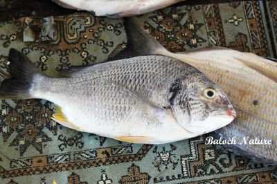 Silver Bream
ٹینٹل
Tental
